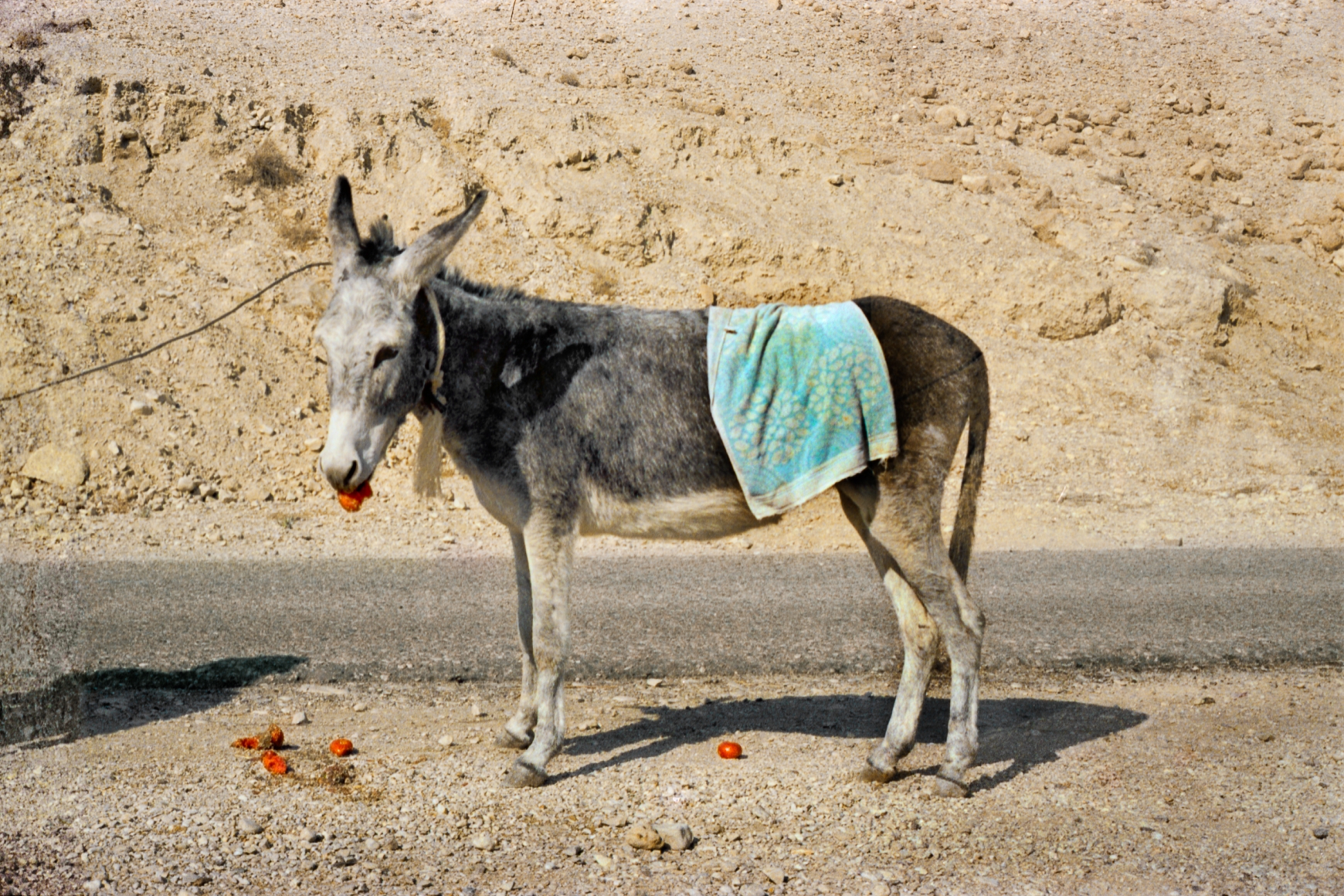 IGAEL SHEMTOV , The Photo Album: Volume II, #105, 1979