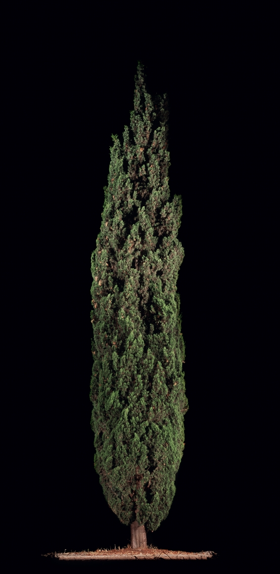 TAL SHOCHAT , Barosh #2 (Cypress), 2011