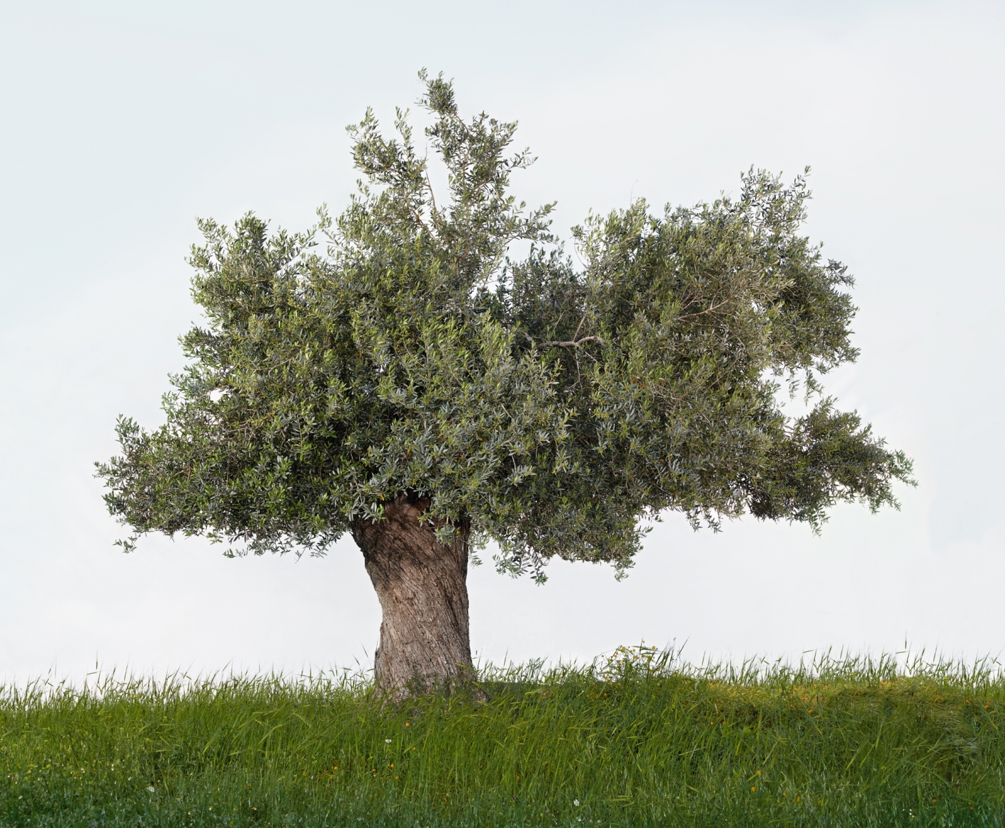TAL SHOCHAT Olive, 2014