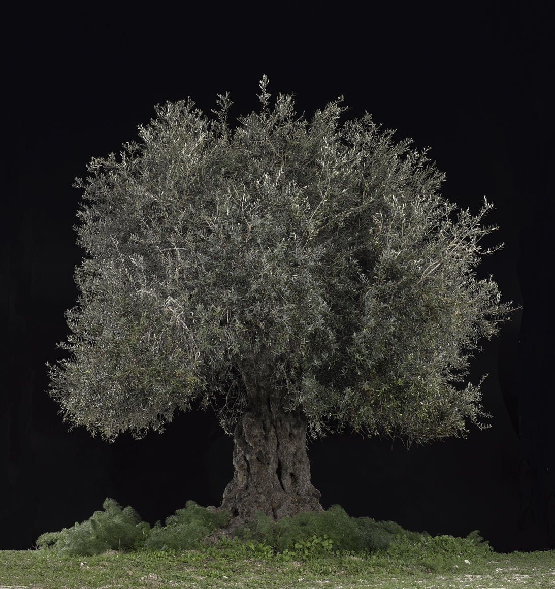 TAL SHOCHAT, Olive (Beit Jimal), 2017