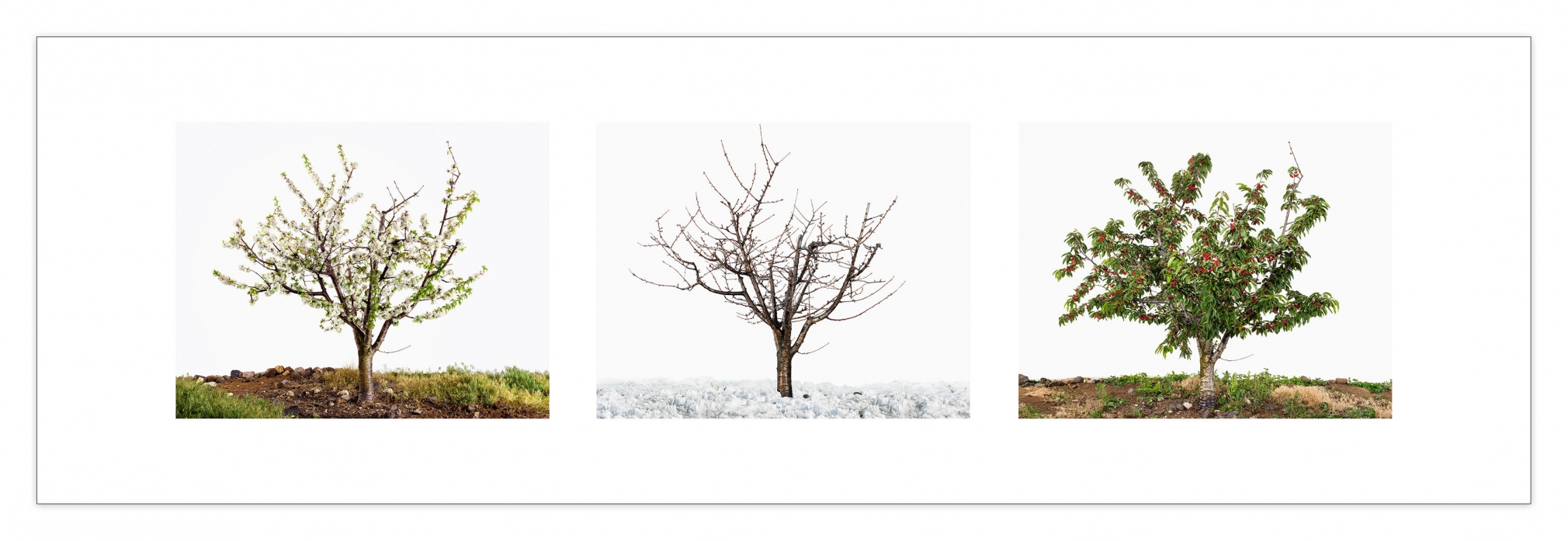 Lessons in Time 5 (Cherry Tree), 2017