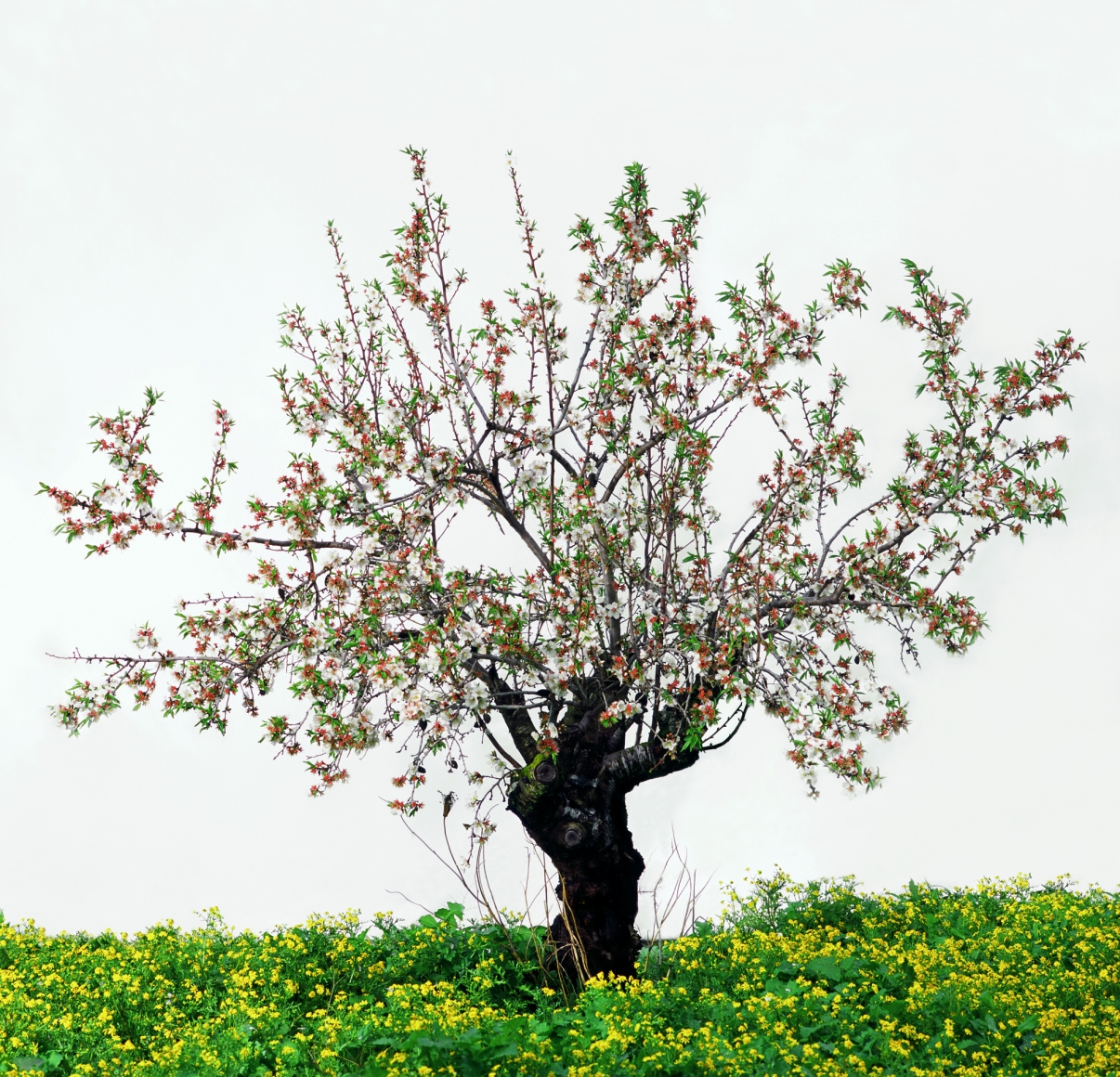 Tal Shochat, Untitled (from the "Queen of the Night" series), 2003, C- Print