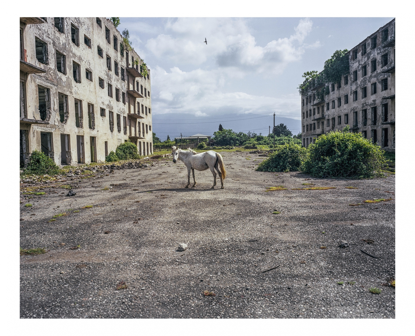 Horse, Abkhazia, 2015, 35 7/16 x 47 ¼ inches