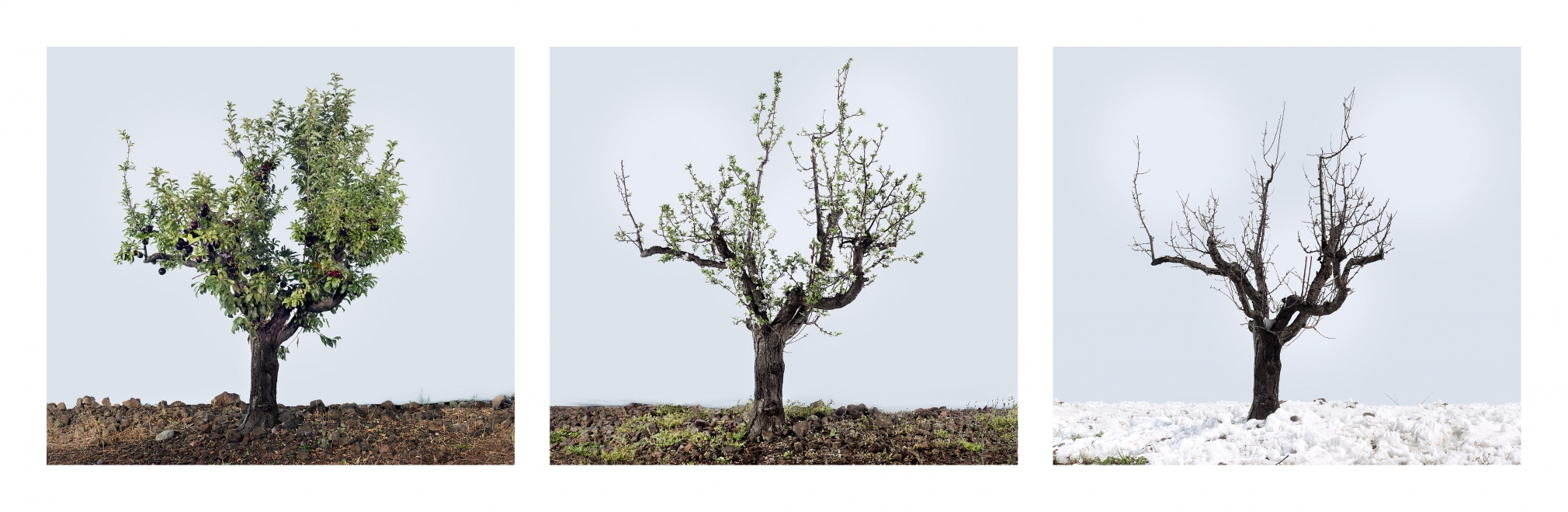 TAL SHOCHAT Lessons in Time 1 (Plum Tree), 2016