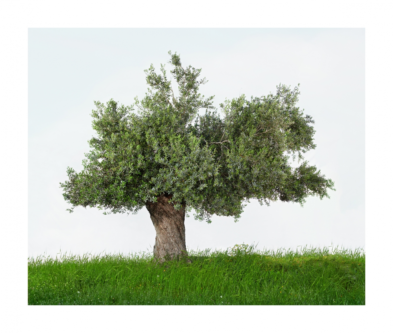 Tal Shochat, Olive, 2014
