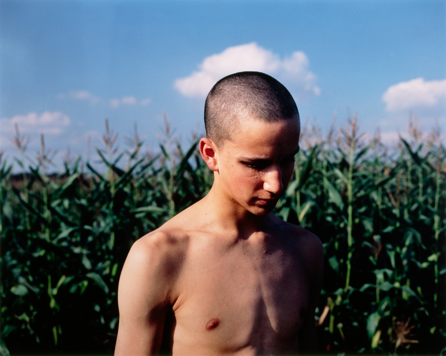 Collier Schorr, Overhead (Cornfield)