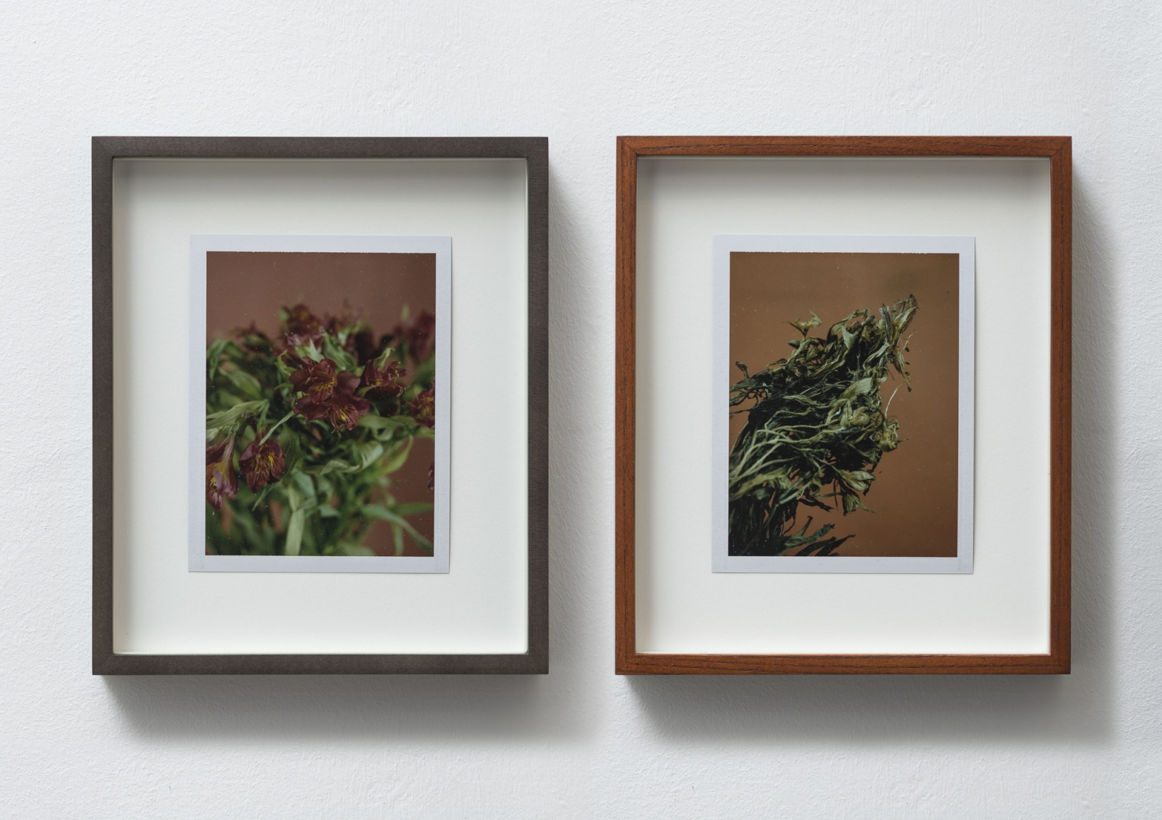 Sam Falls, Untitled (Life and Death, Peruvian Lilies), 2014