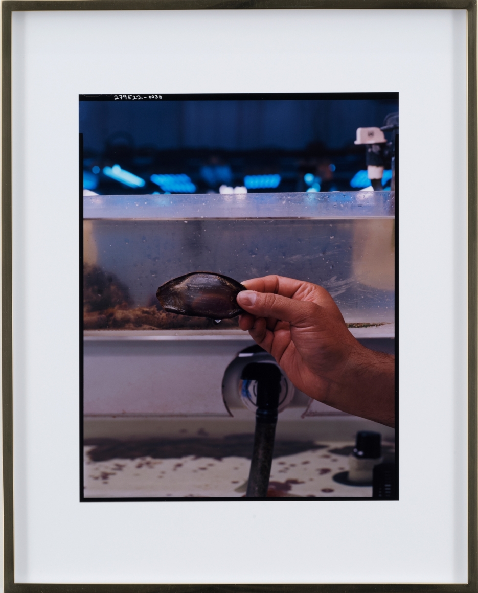 Elad Lassry, Untitled (Shark Egg), 2018