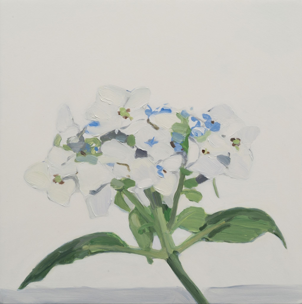 Maureen Gallace, White Flower July, 2015