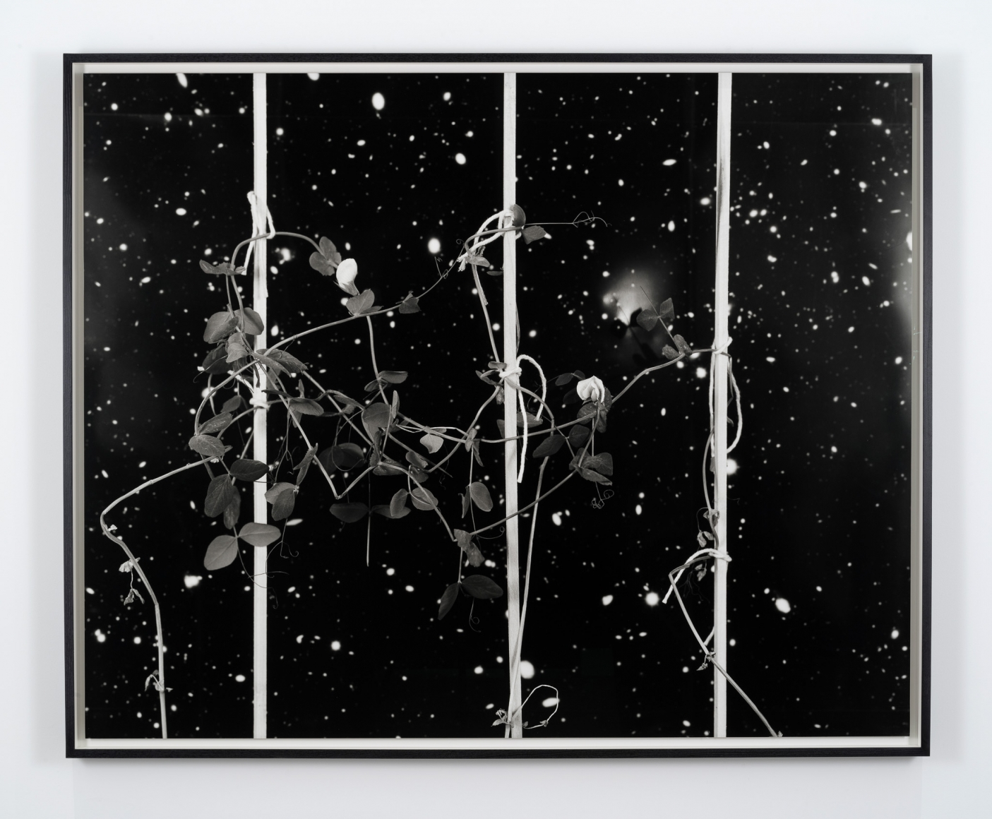 Marina Pinsky, Creeper, 2017
