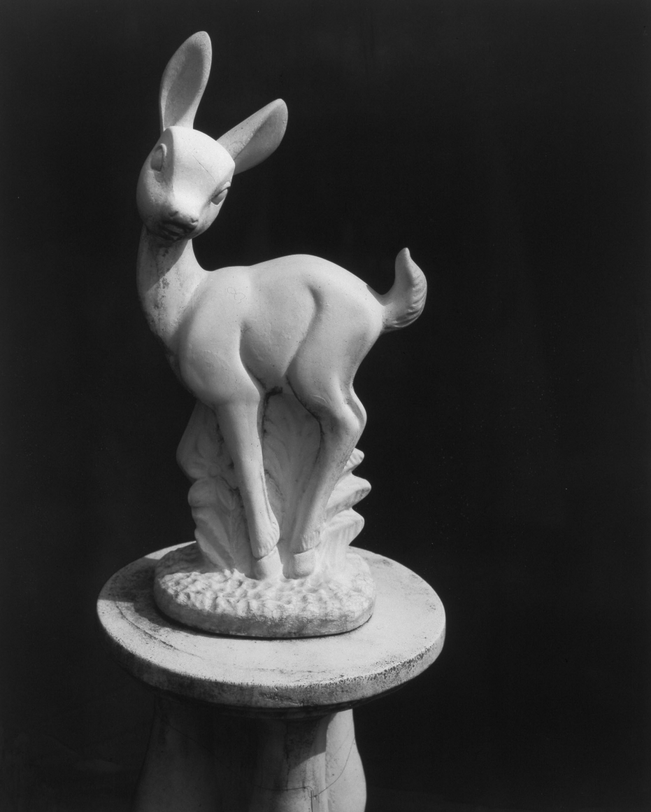 Collier Schorr, Fawn
