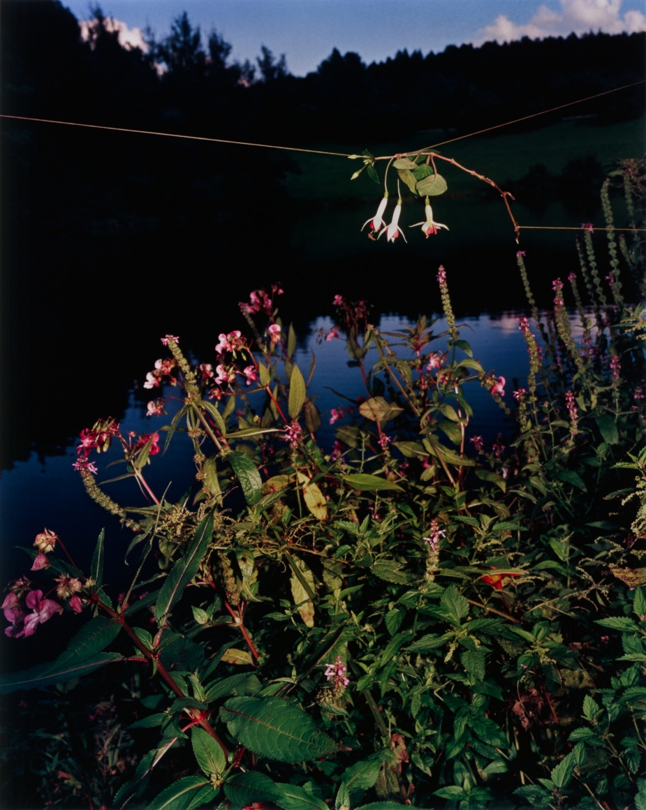 Collier Schorr, Arrangement #6 (Blumen)