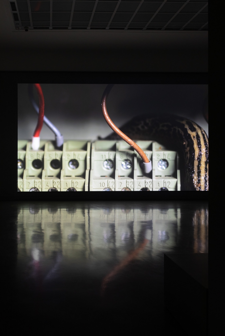 Nina Canell, Installation view: Muscle Memory, Kunsthalle Baden Baden, 2019, Photo: Judit Fruzsina Jesse