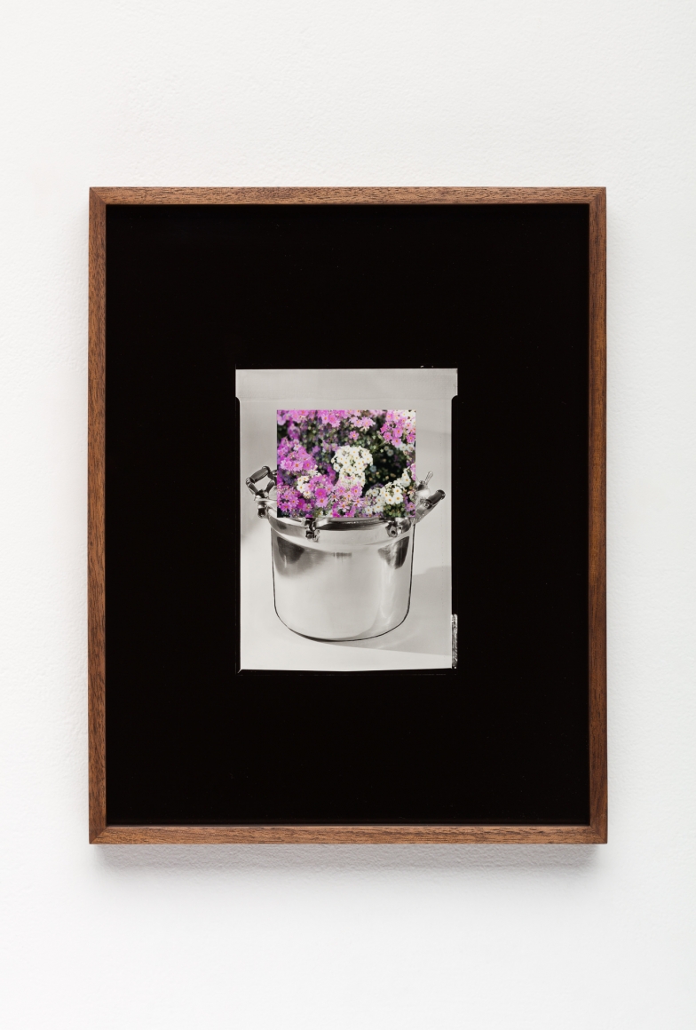 Elad Lassry, Untitled (Pot, Cosmos)