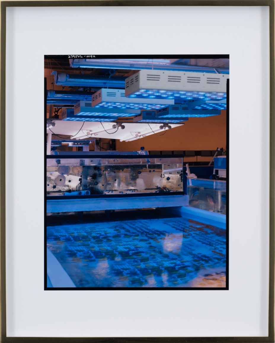 Elad Lassry, Untitled (Facility A), 2018