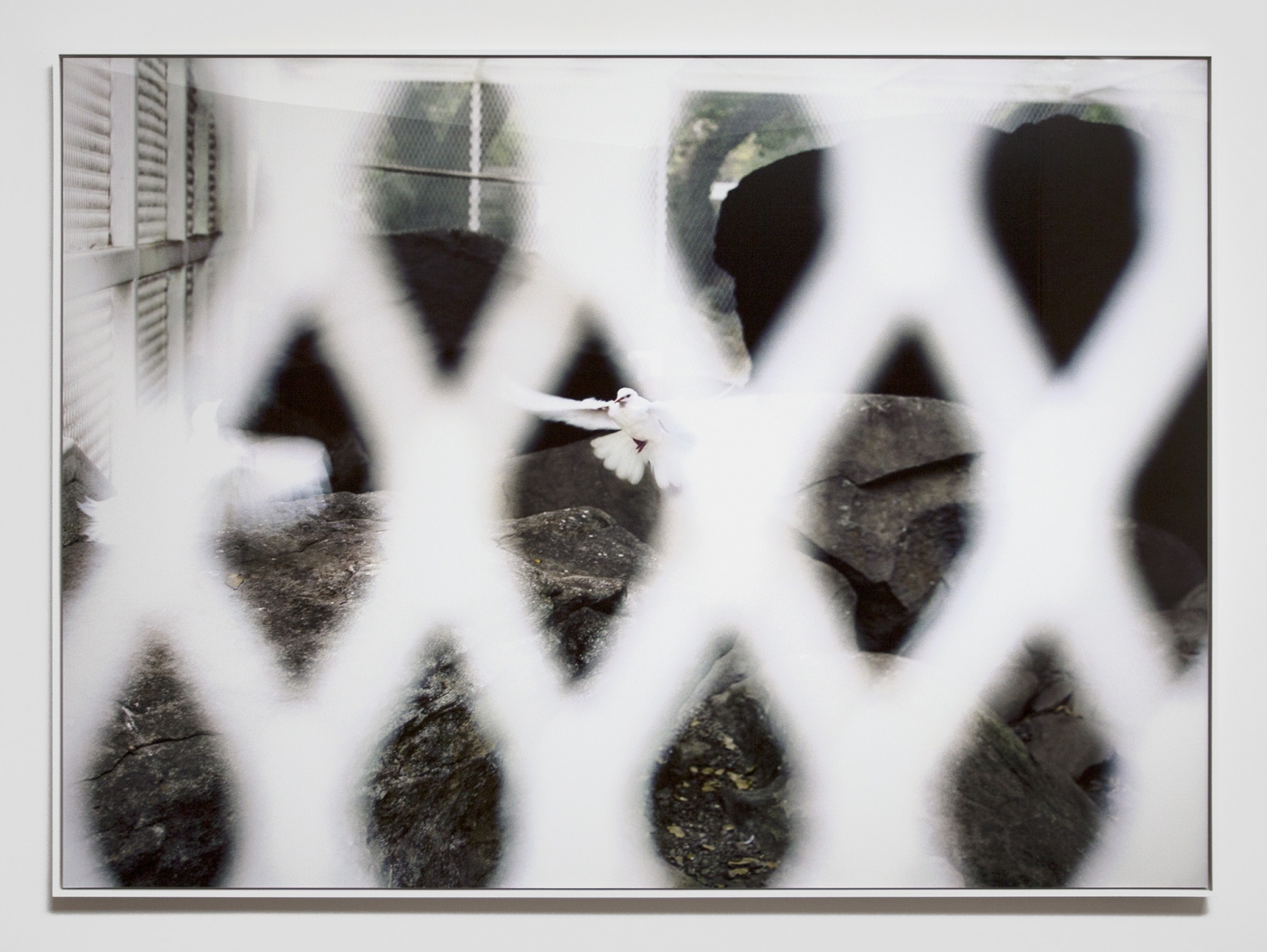 Liza Ryan, Untitled