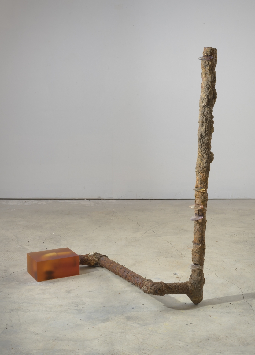 Rosha Yaghmai, Optometer, Snake