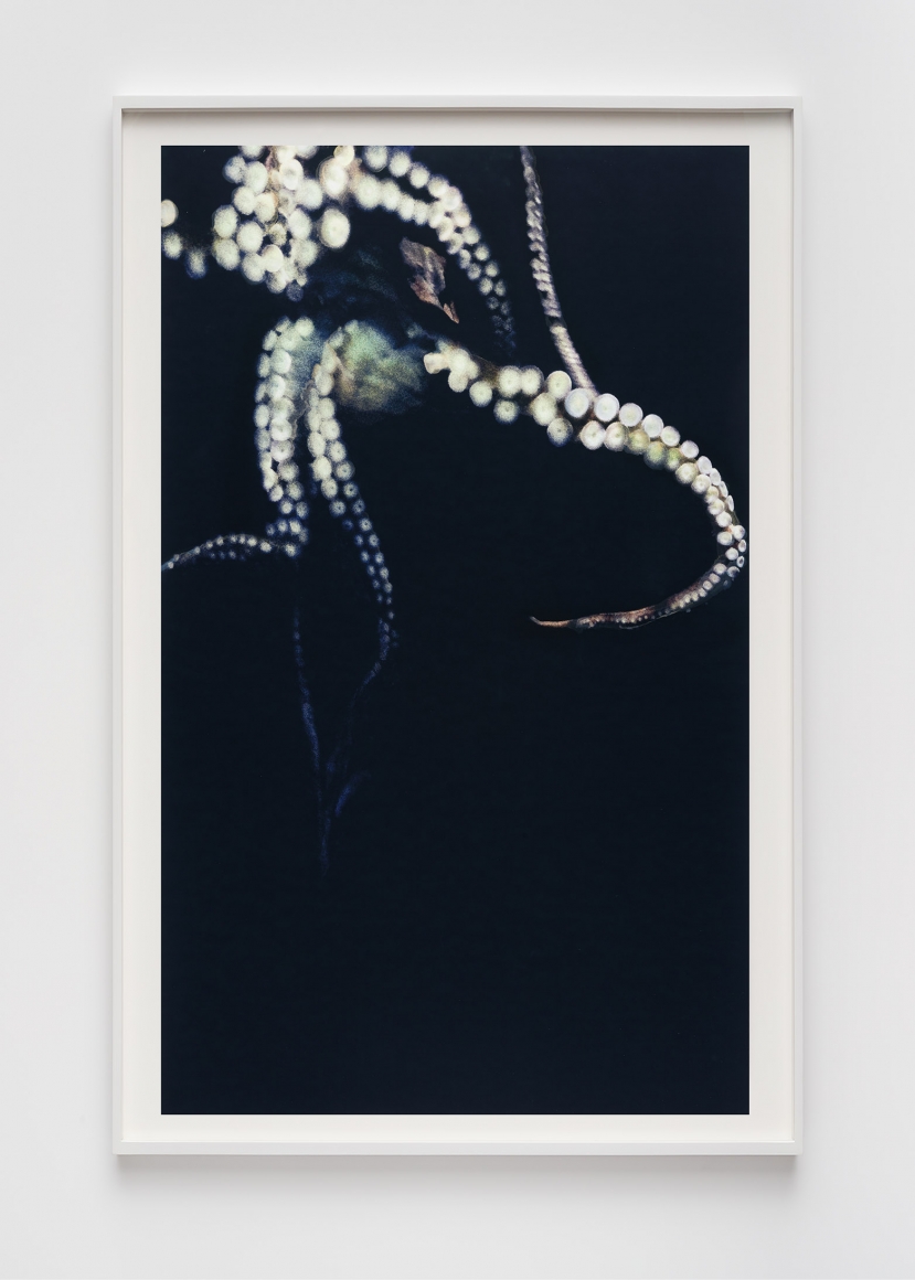 Liza Ryan Darwin in motion, 2020