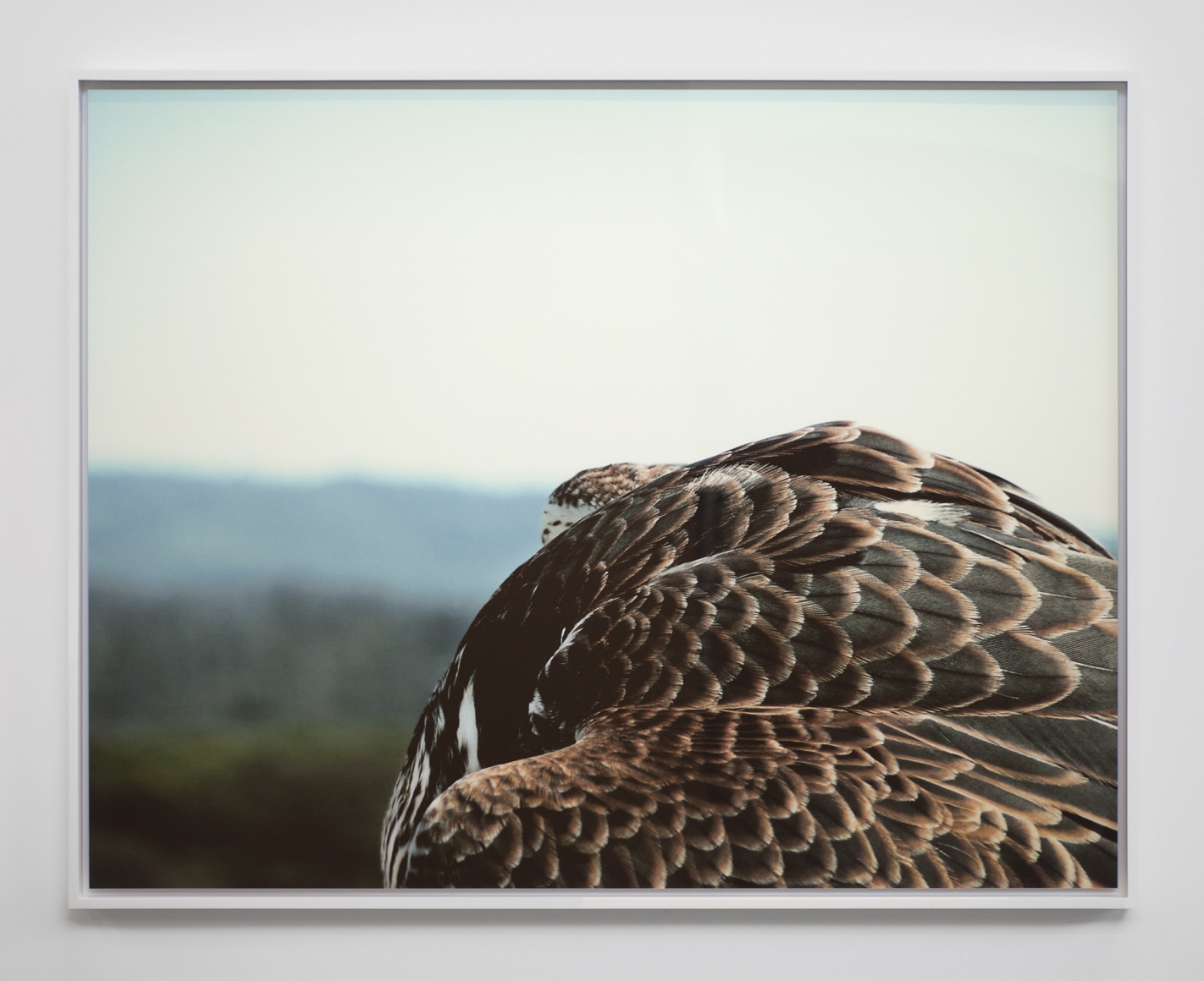 Liza Ryan, Round Falcon