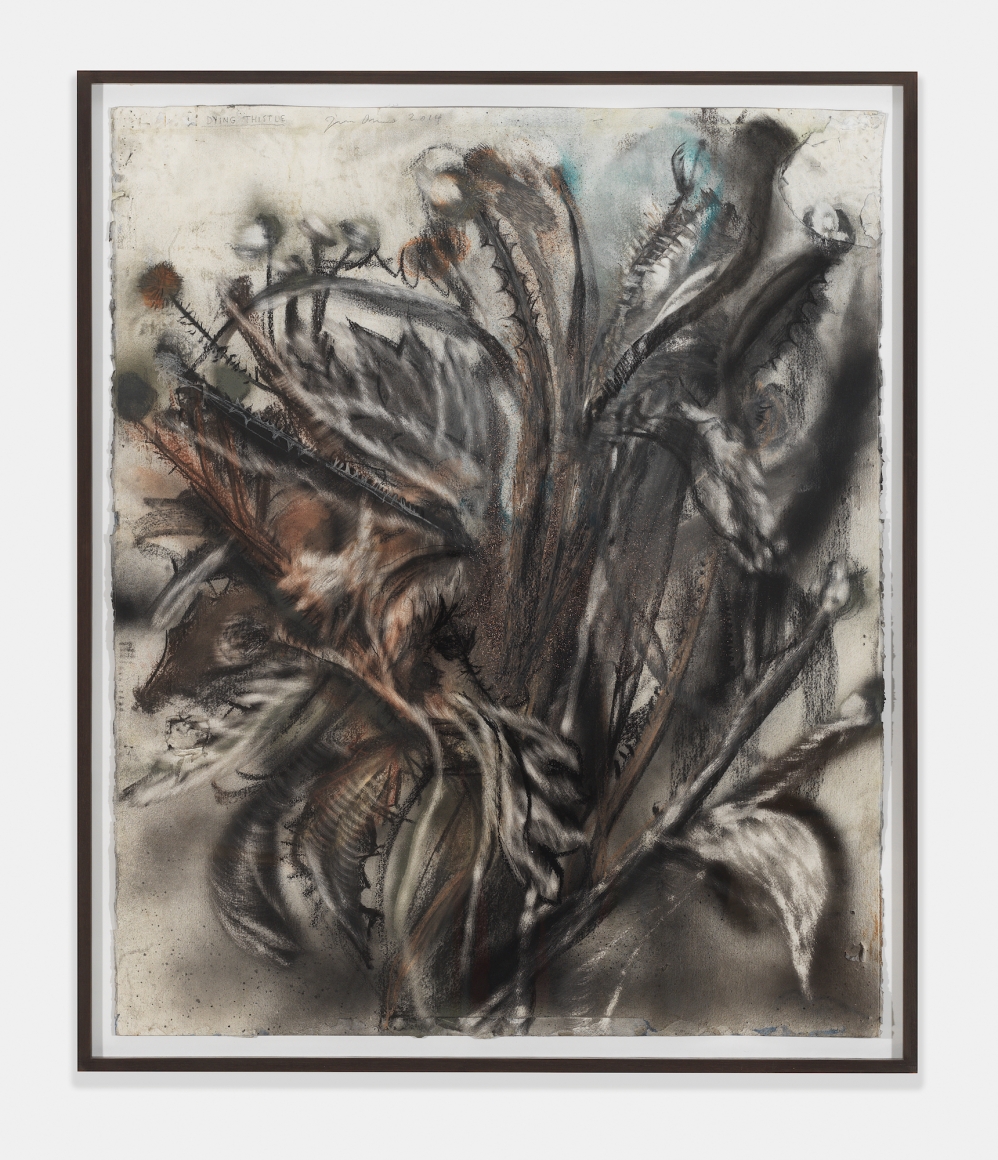 Dying Thistle, 2014, Charcoal, pastel and watercolor on paper