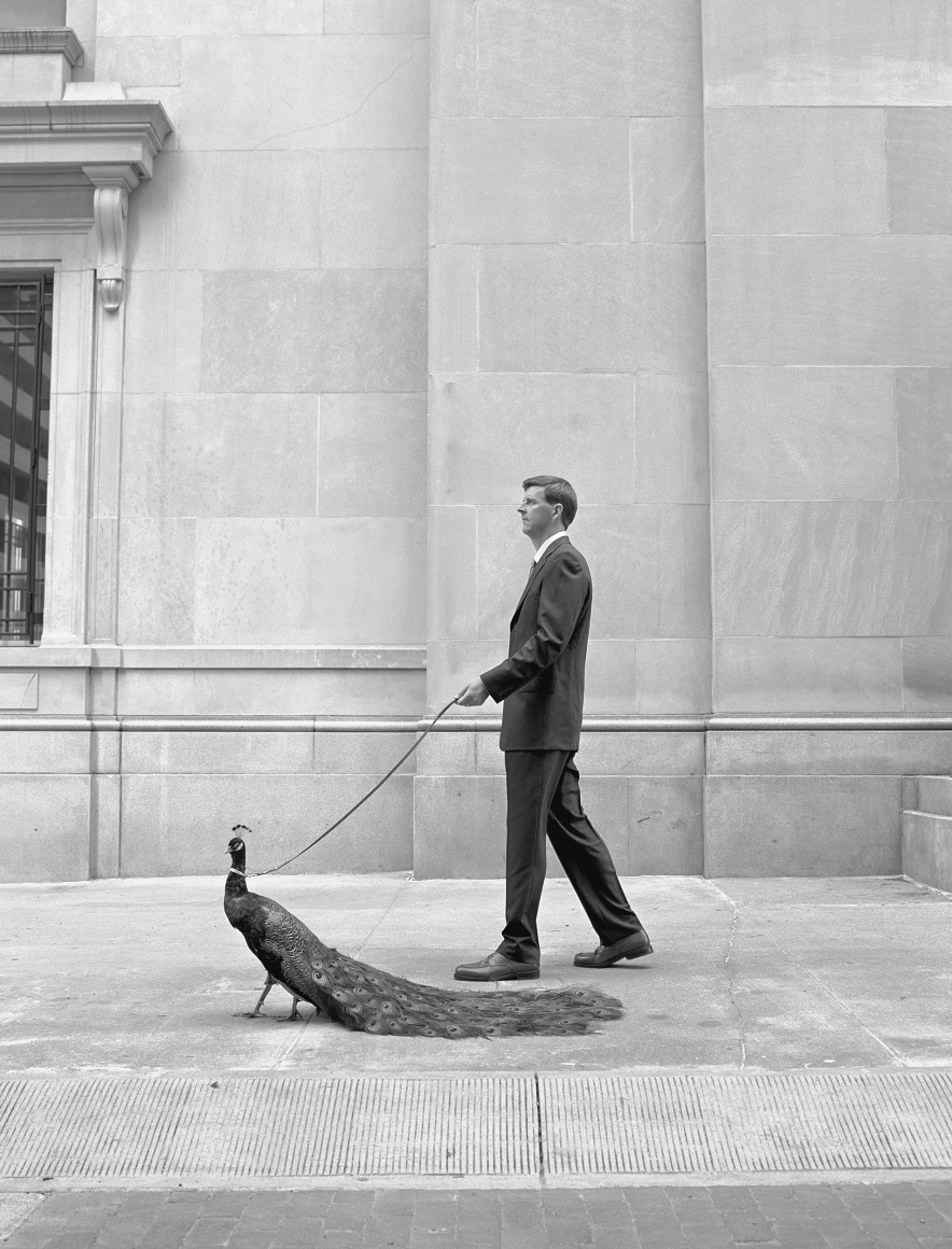 Man Walking a Peacock, 2001, Archival Pigment Print