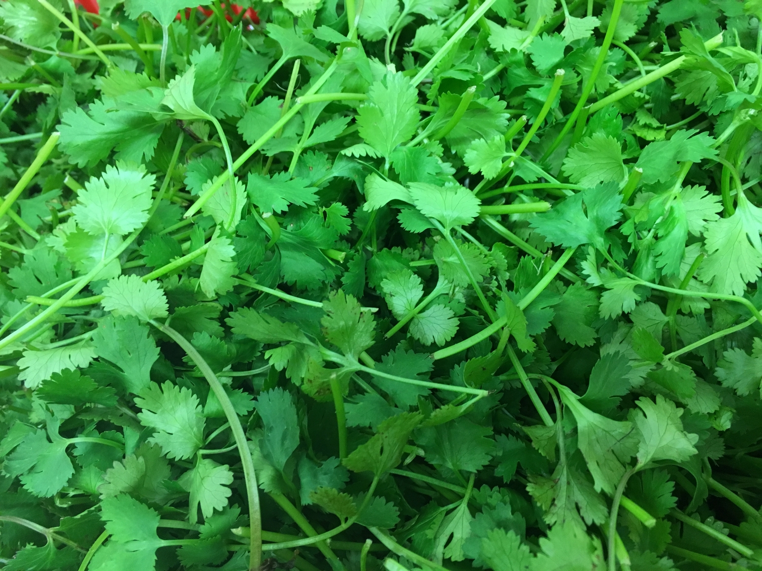 Cilantro
