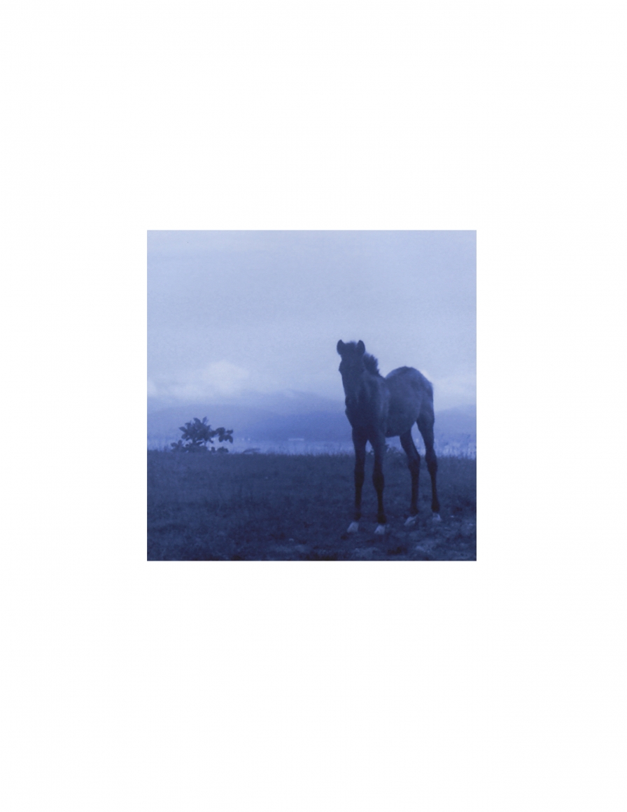 Vieques Horse TEST Prints, David Krueger, horse portraits, K4 5349 (matt/blue)