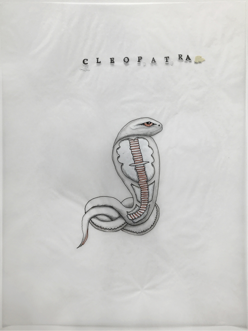 DG Krueger, Conversational Tools, drawings on vellum, Cleopatra, vanishing acts