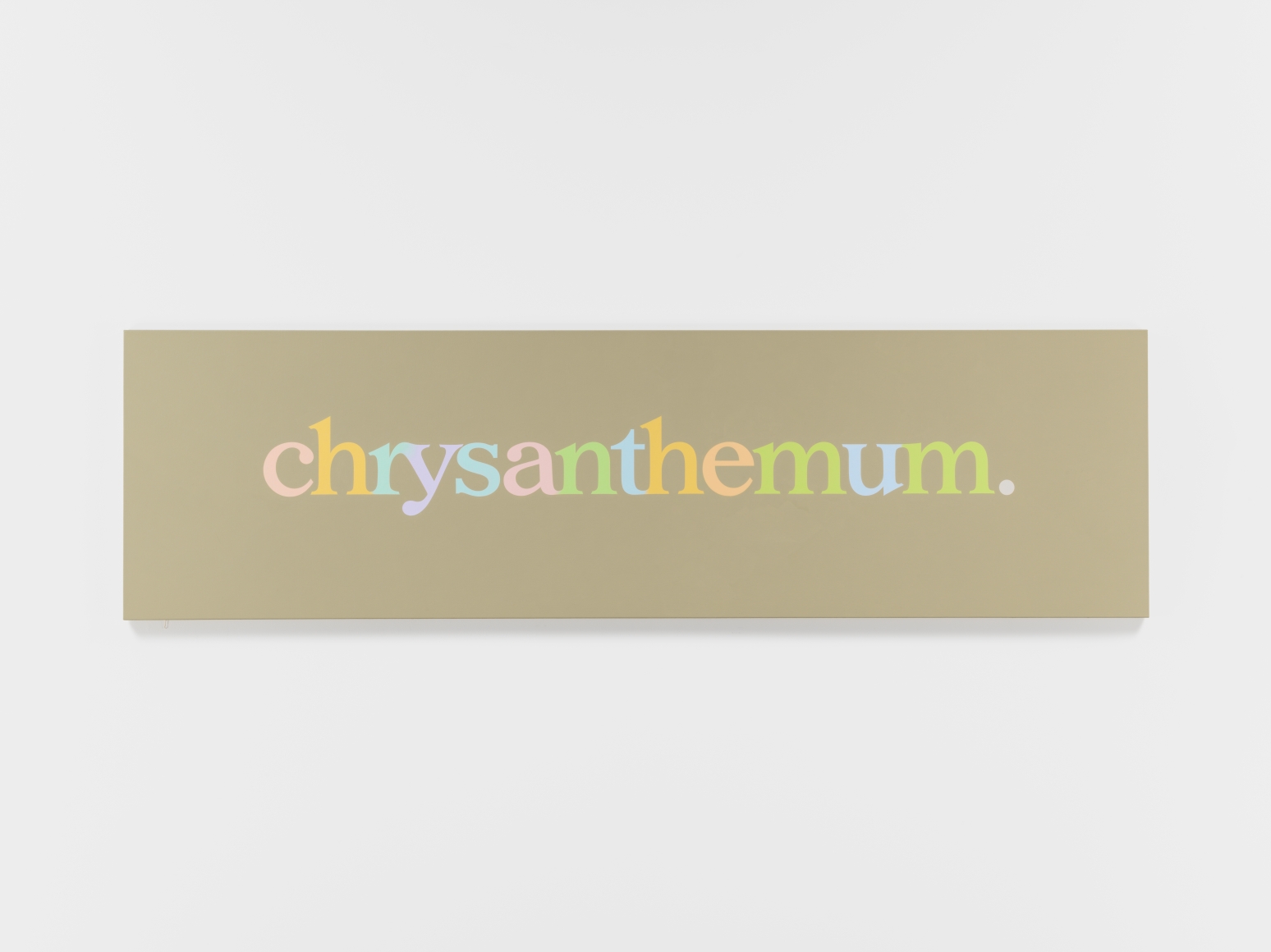Ricci Albenda chrysanthemum., 2018