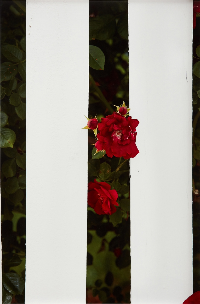 Roe Ethridge Picket Fence II, 2017