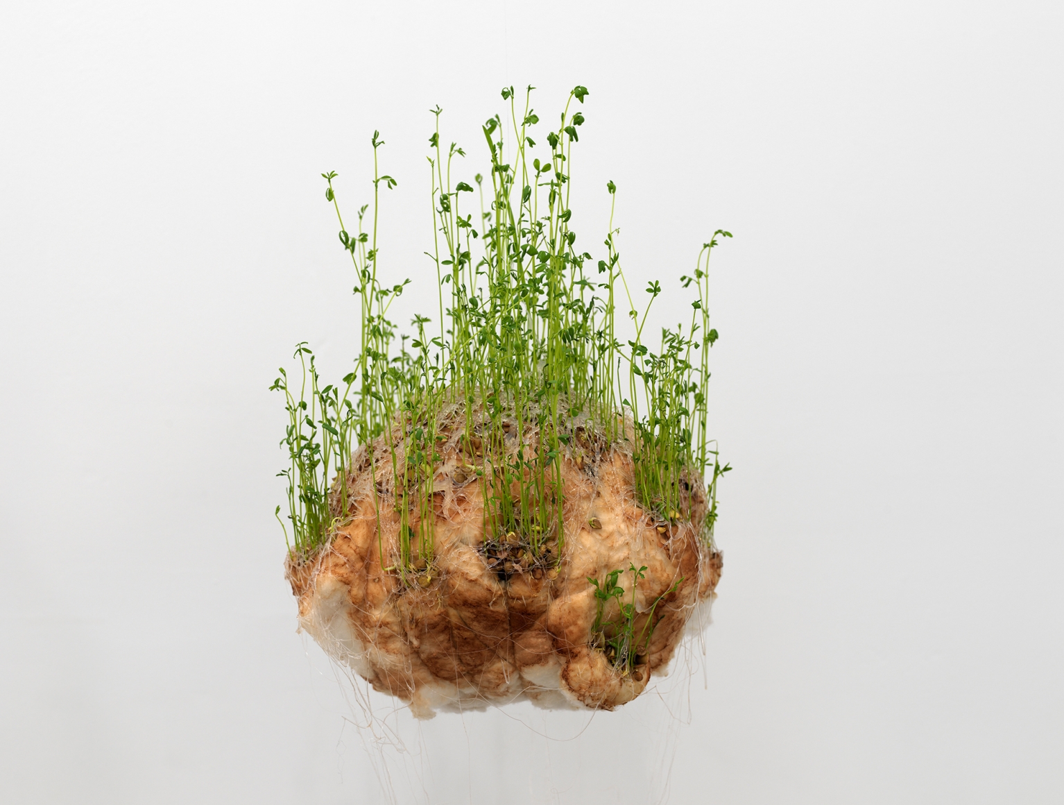 DETAIL: Michel BlazyLes Spirogyres , 1997Hot melted glue, cotton, lentils, waterDimensions variable