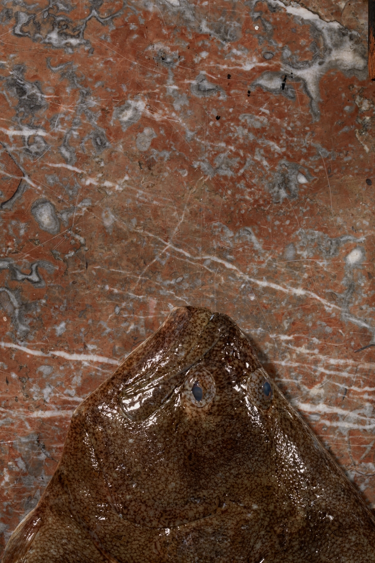 Roe Ethridge Flounder, 2013
