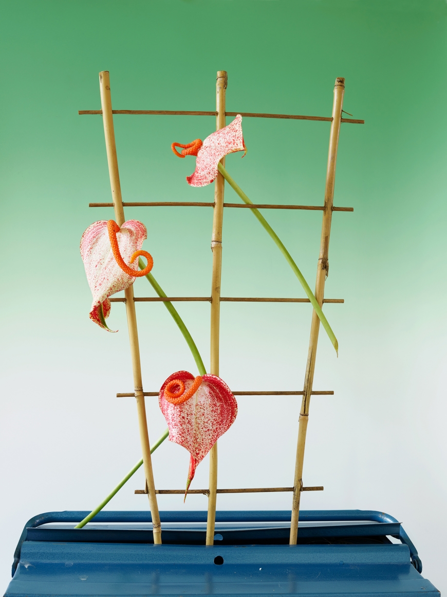 Annette Kelm Lilly #2, 2018