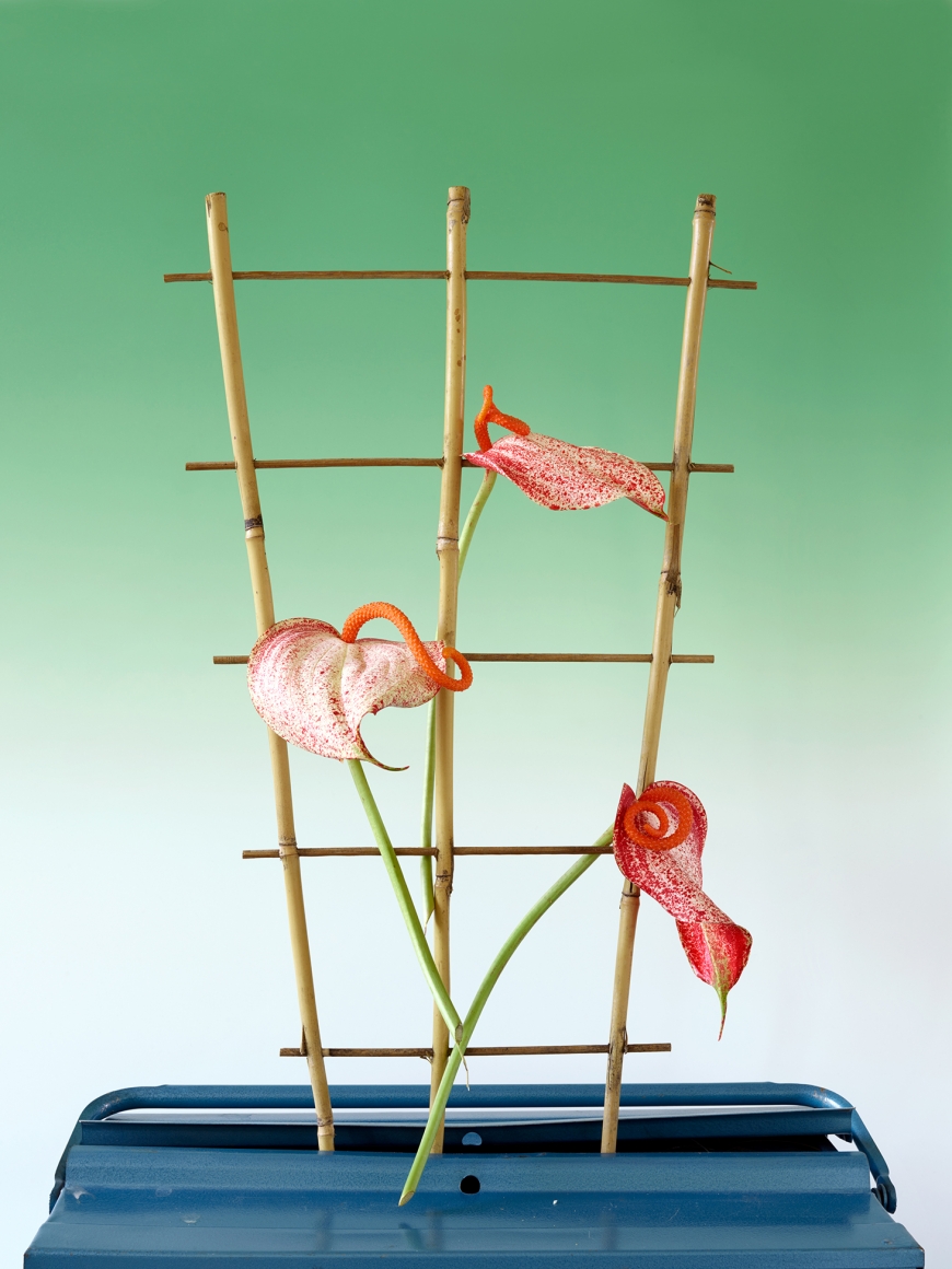 Annette Kelm Lilly #1, 2018