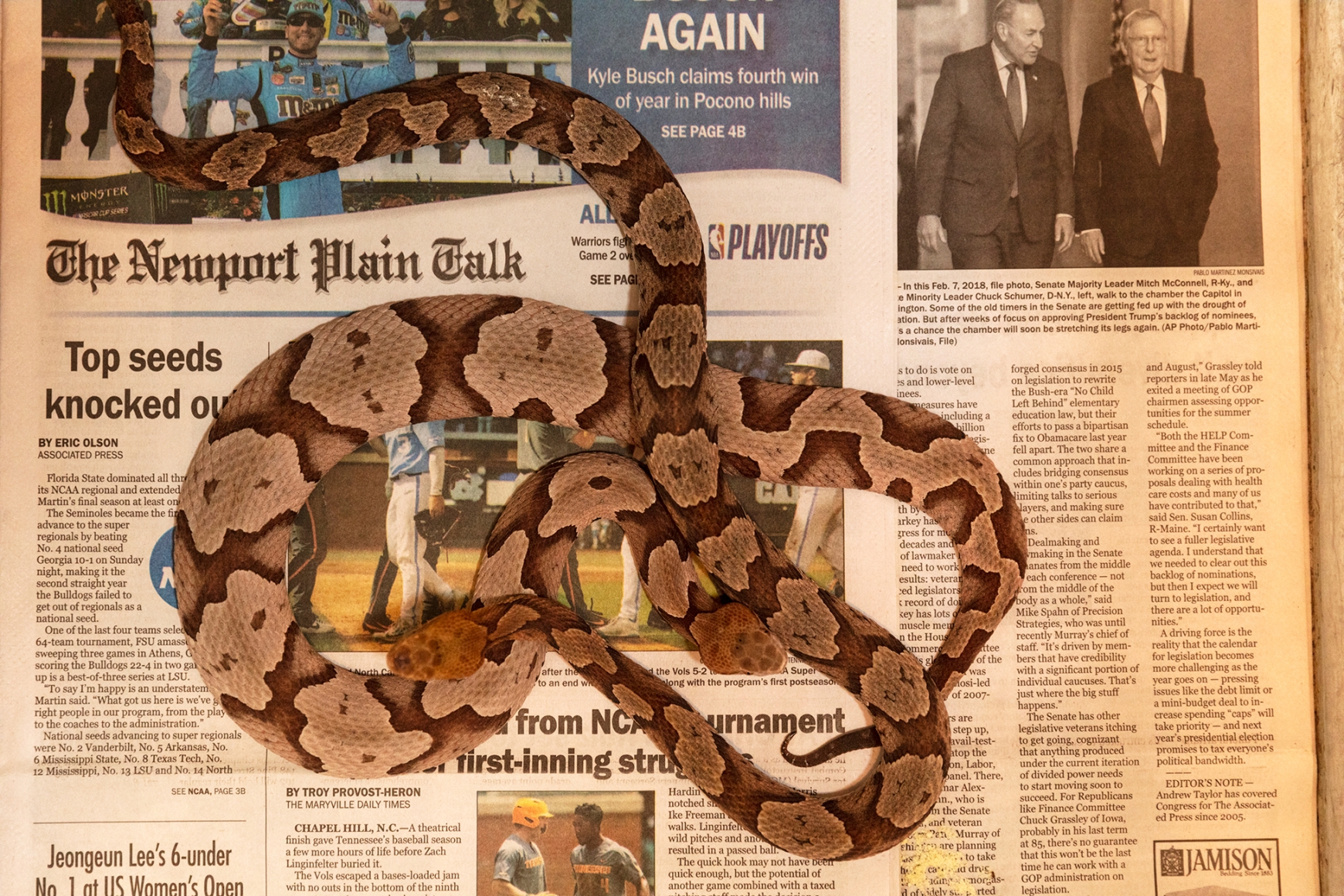 Roe Ethridge, Copperheads on Newport Plain Talk, 2019