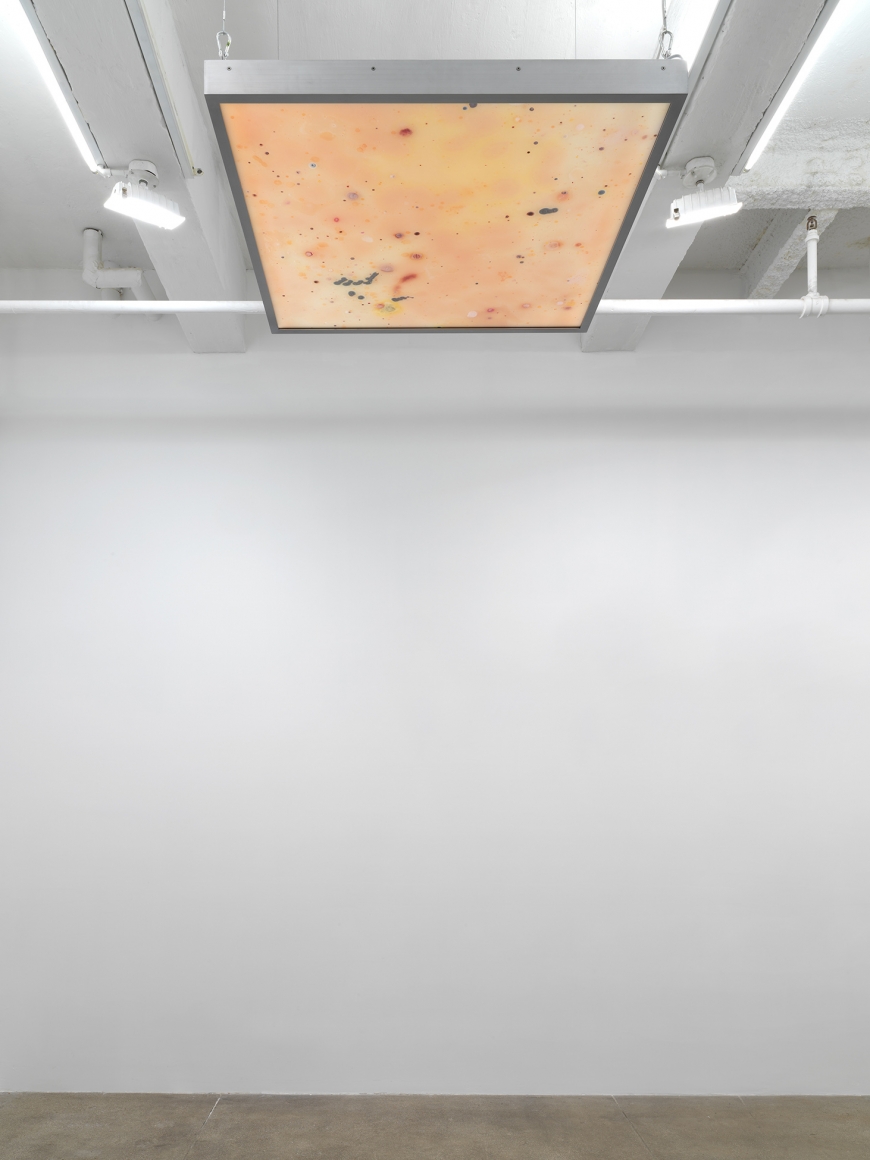 Anicka YiDeep State, 2017