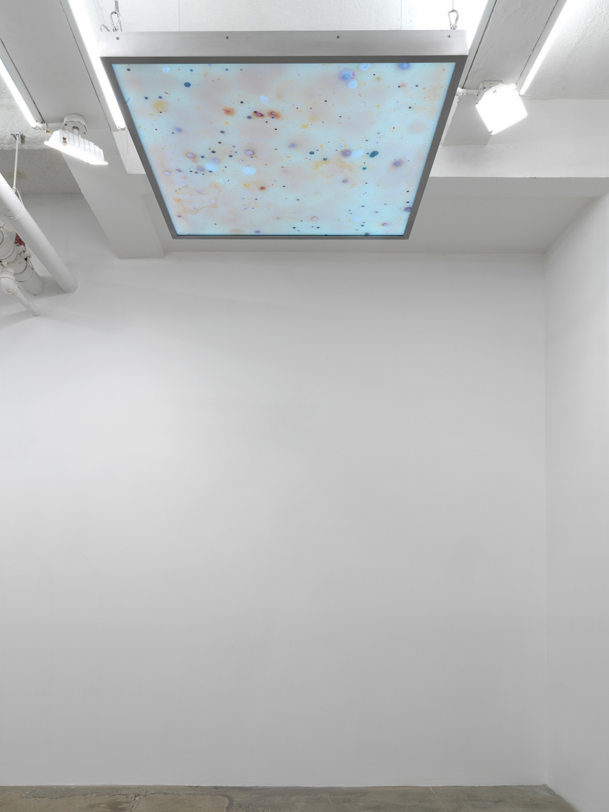 Anicka Yi Deep State, 2017