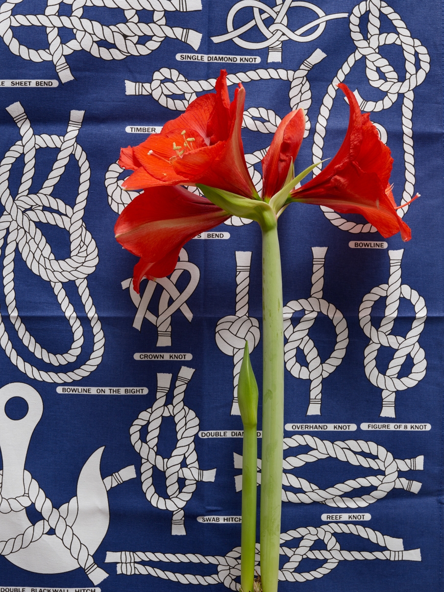 Annette Kelm Proposal for Knots, 2018