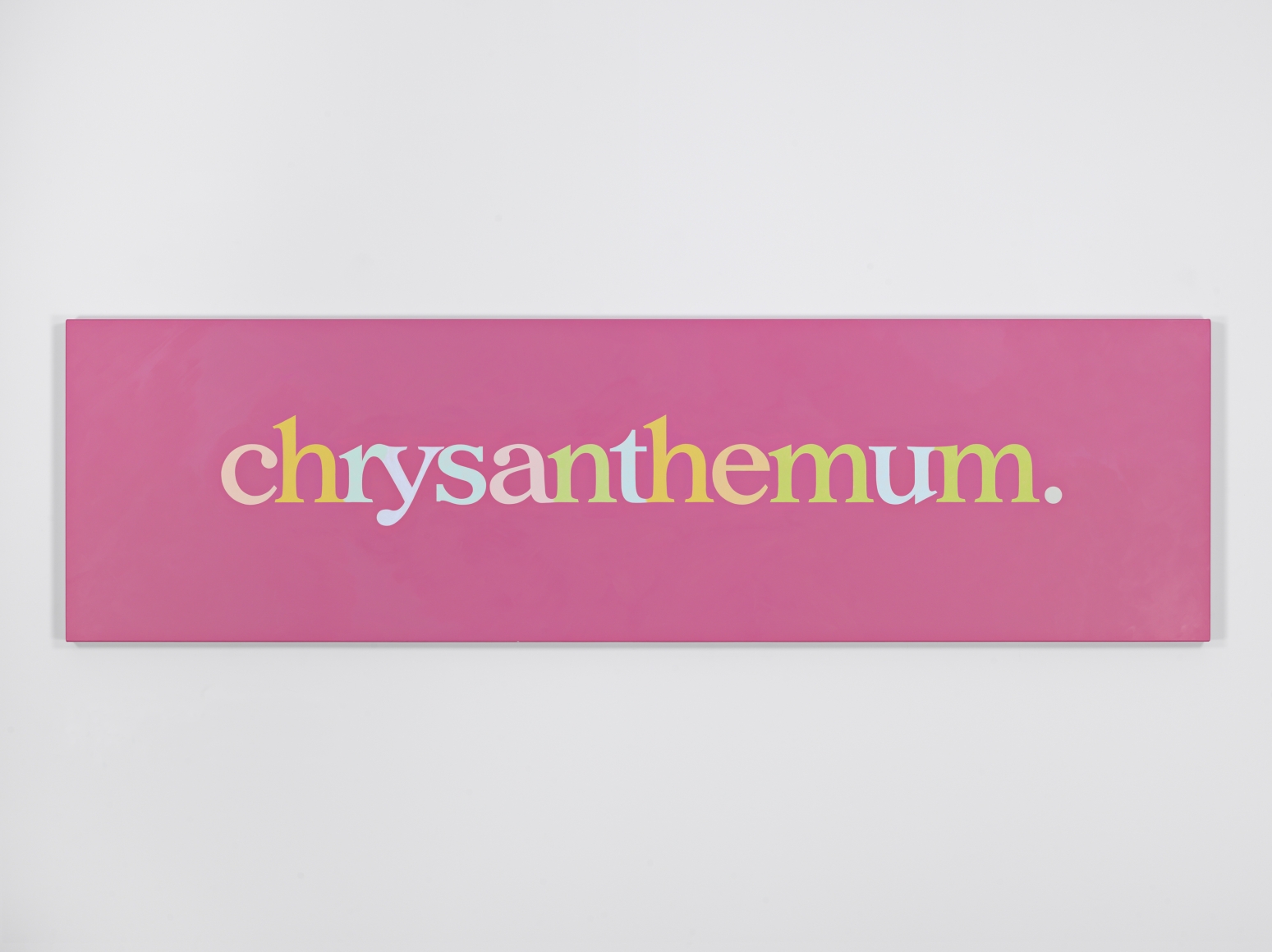 Ricci Albenda chrysanthemum in zero., 2015