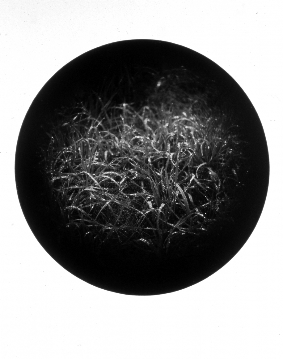 Dew, from the Paradise Series, 1994