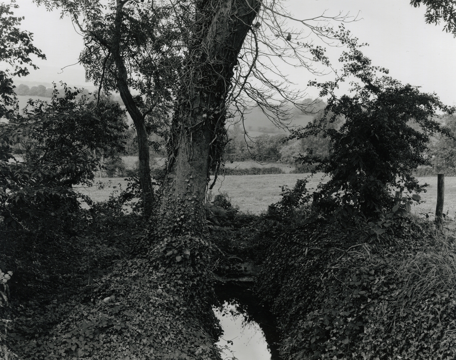 Saizy, France # 9, 2014, gelatin silver print