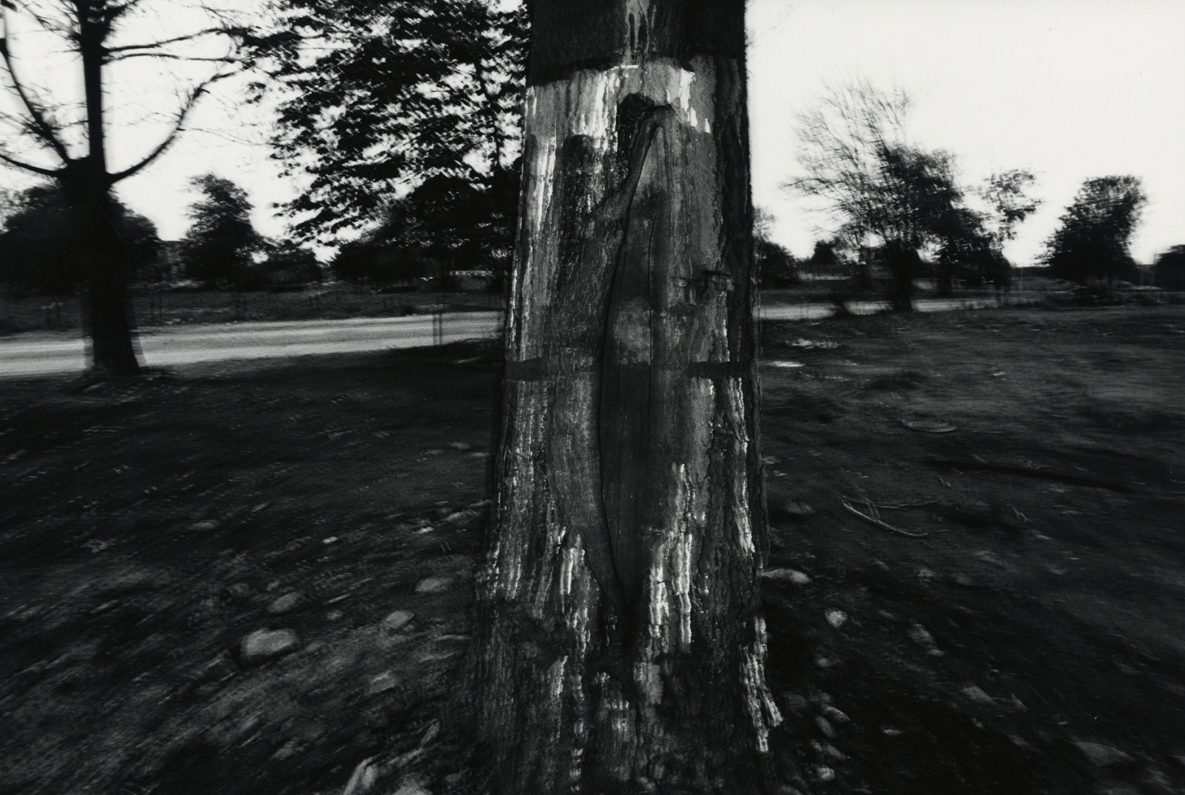 Tree, Rochester, 1973