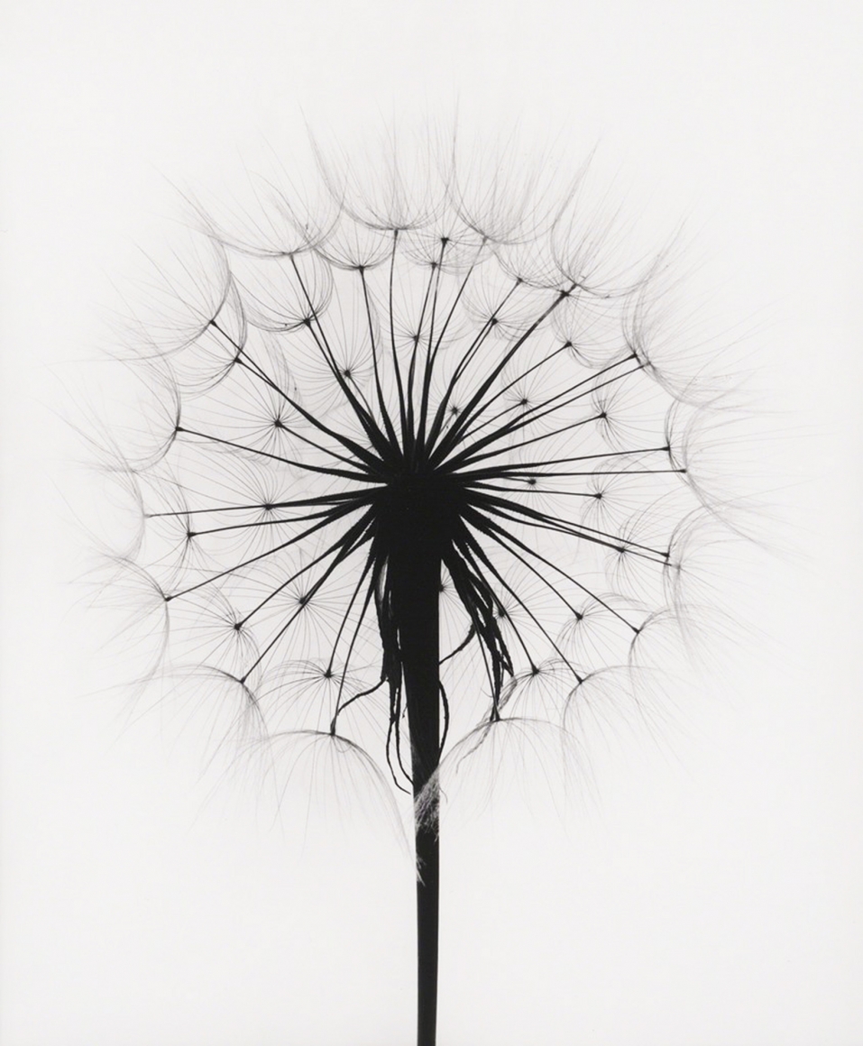 Scottish Thistle, Rochester, NY, 1958, gelatin silver print