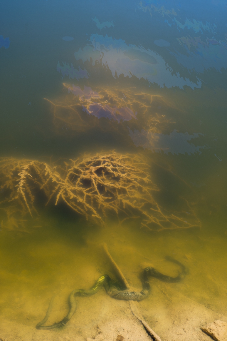 Fracking Pond: Midland, Texas. , from the series, Beneath the Dirt of Great Men