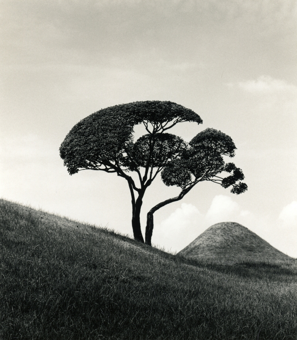 Tree and Mountain, Suisenji Jojuen Garden, Kumamoto, Japan, 2002