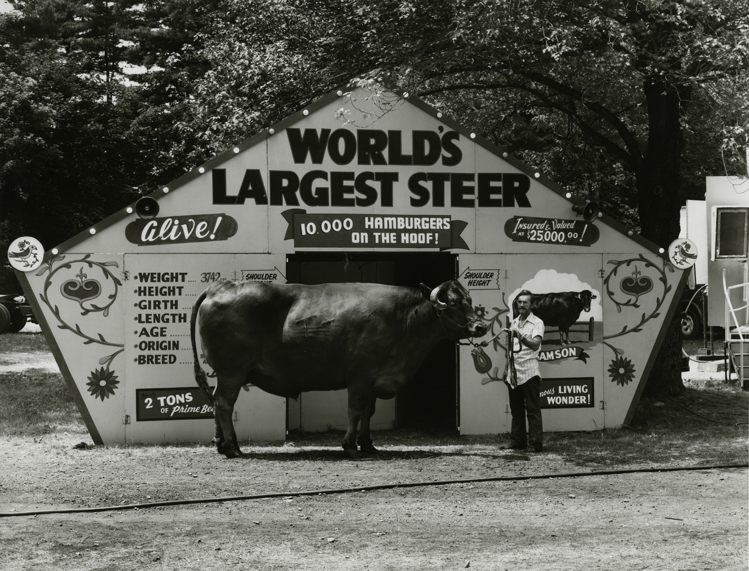 World's Largest Steer, Saratoga Springs, New York, 1974, vintage gelatin silver print