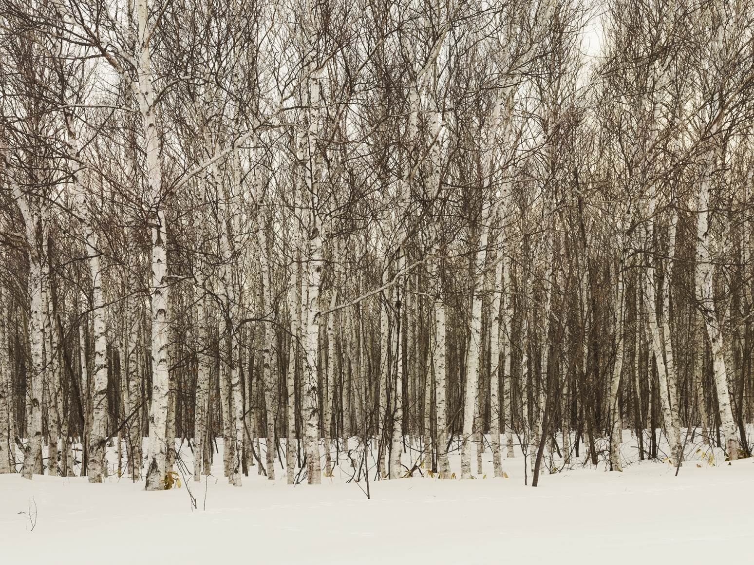 Birch Forest Japan, 2012