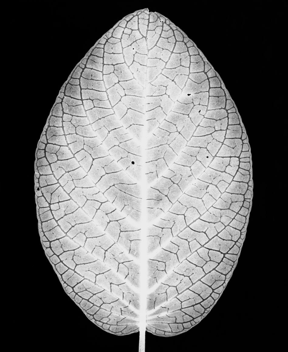 Silver Nerve Plant, 1990