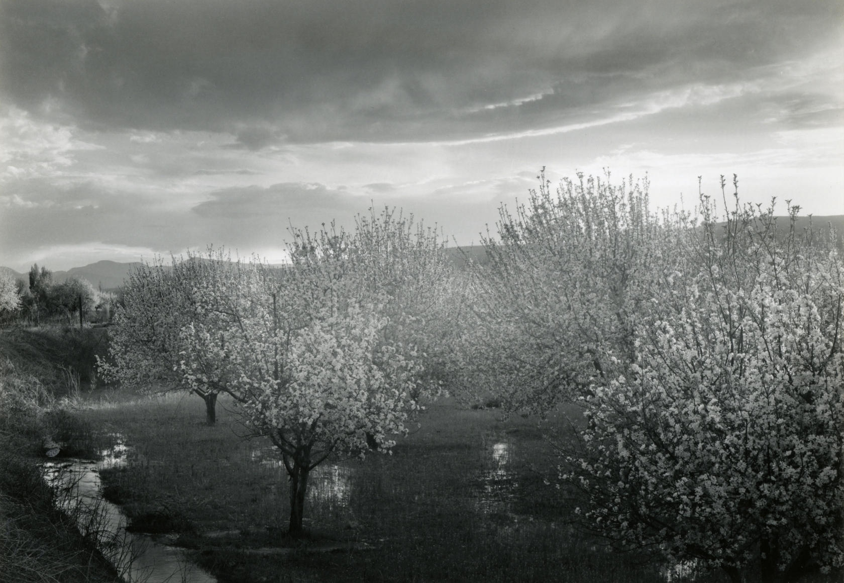 William Clift, Apple Blossoms, Velarde, New Mexico