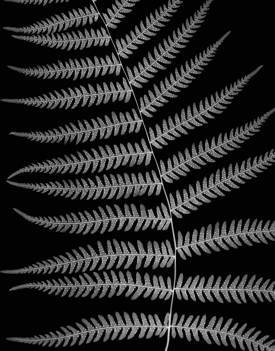 Amanda Means, Northern Lady Fern